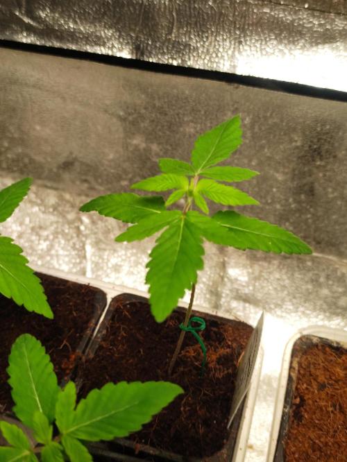 F001 Dutch Passion test strain. Week 1