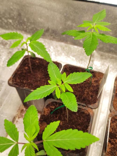 F001 Dutch Passion test strain. Week 1