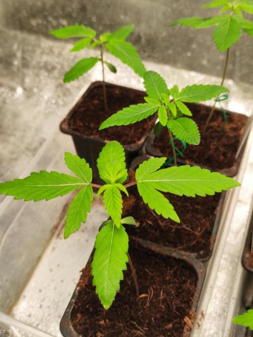 F001 Dutch Passion test strain. Week 1