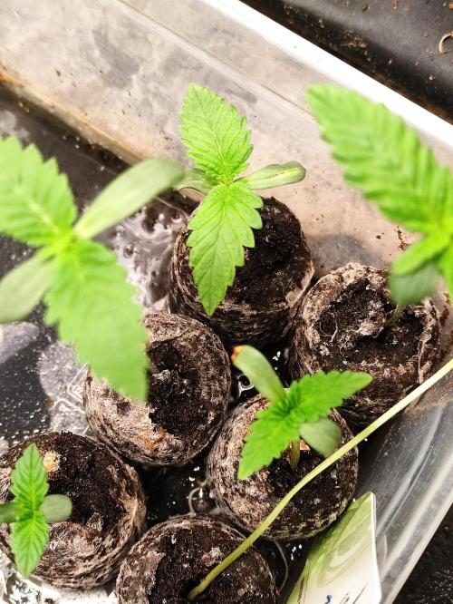 F002 Dutch Passion test strain. Week 0