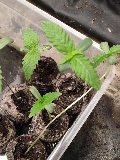F002 Dutch Passion test strain. Week 0