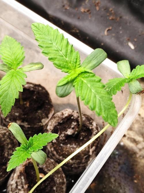 F002 Dutch Passion test strain. Week 0