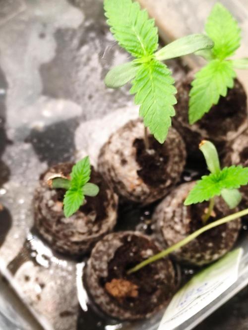 F002 Dutch Passion test strain. Week 0