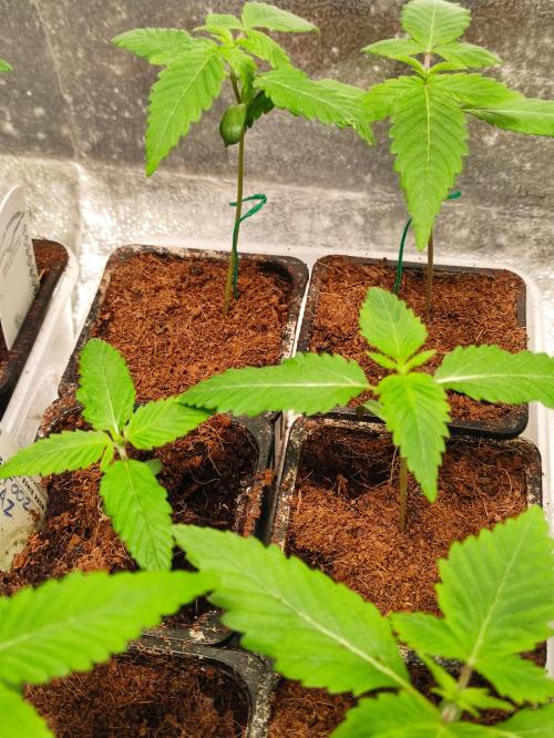 F002 Dutch Passion test strain. Week 1