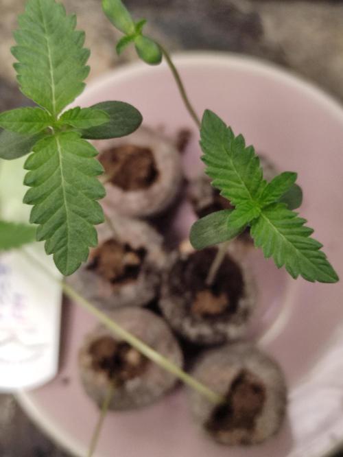 F008 Dutch Passion test strain. Week 0