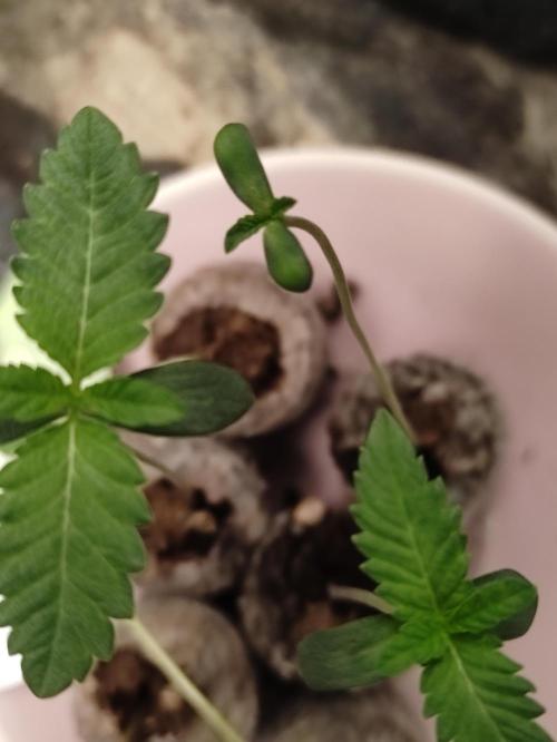 F008 Dutch Passion test strain. Week 0