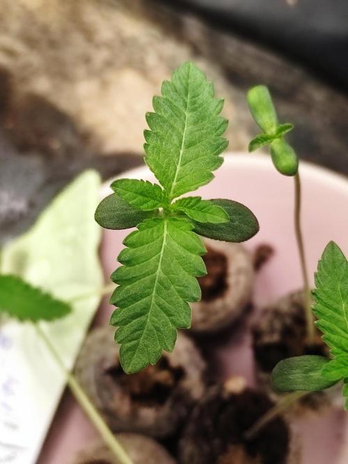F008 Dutch Passion test strain. Week 0