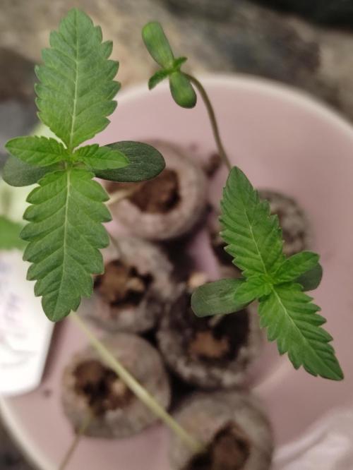 F008 Dutch Passion test strain. Week 0