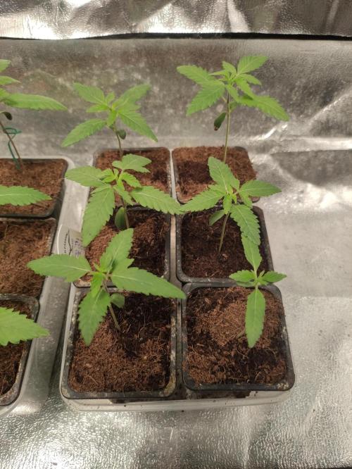 F008 Dutch Passion test strain. Week 1