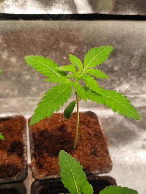 F008 Dutch Passion test strain. Week 1