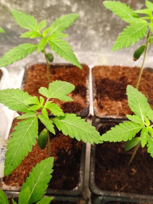 F008 Dutch Passion test strain. Week 1