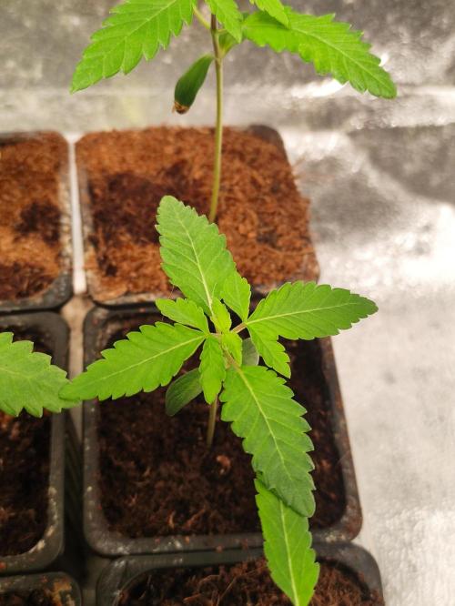 F008 Dutch Passion test strain. Week 1
