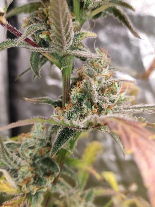 Fumepop Auto. Week 11
