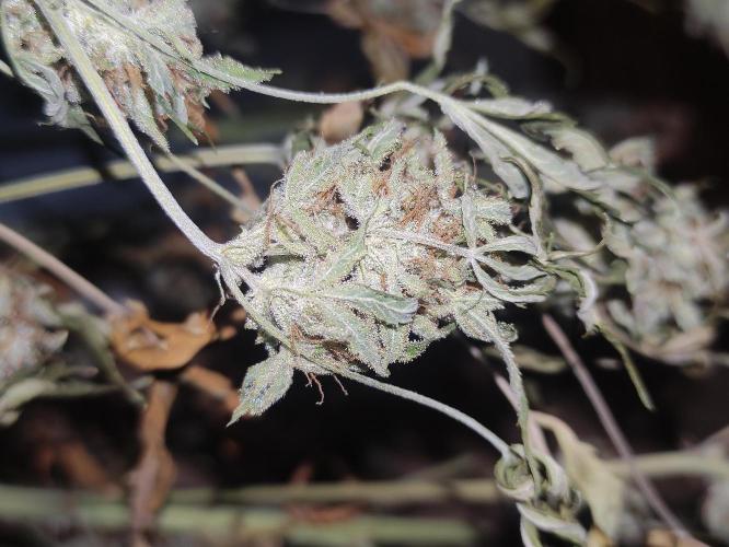 Fumepop Auto. Week 11
