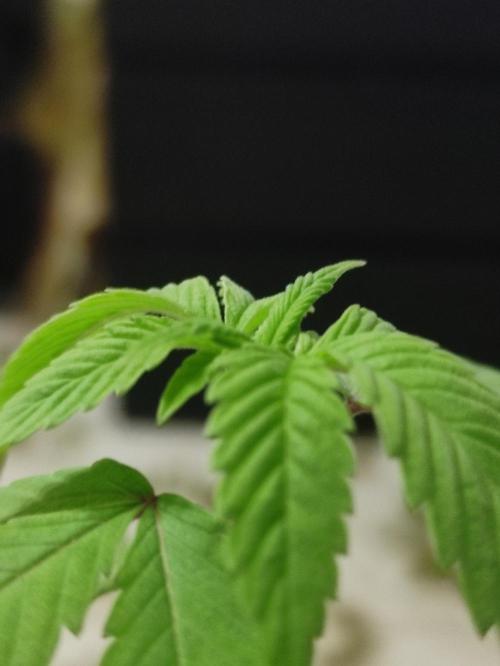 F001 Dutch Passion test strain. Week 2