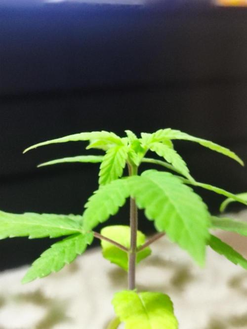 F001 Dutch Passion test strain. Week 2
