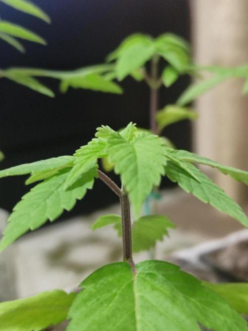 F001 Dutch Passion test strain. Week 2