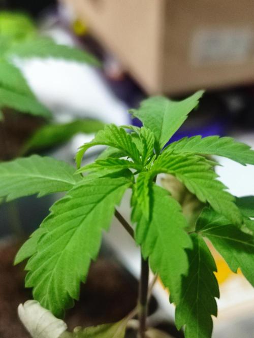 F008 Dutch Passion test strain. Week 2