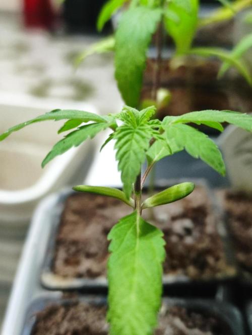 F008 Dutch Passion test strain. Week 2