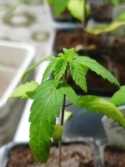F008 Dutch Passion test strain. Week 2