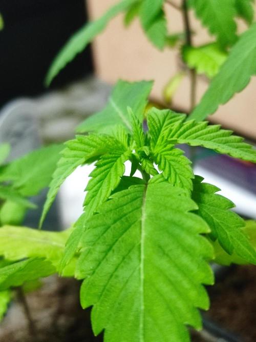 F002 Dutch Passion test strain. Week 2