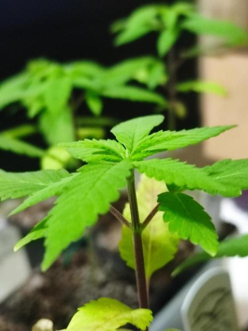 F002 Dutch Passion test strain. Week 2