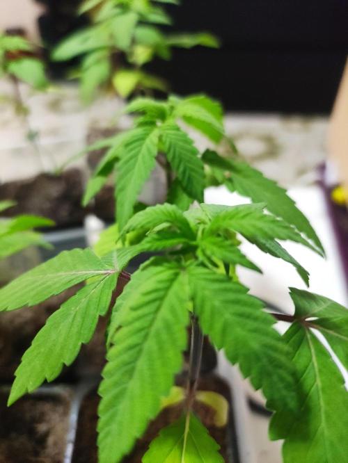 F002 Dutch Passion test strain. Week 2