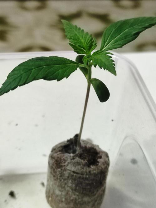A005 Dutch Passion Test. Week 1