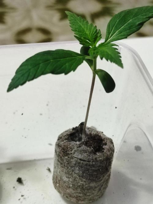 A005 Dutch Passion Test. Week 1