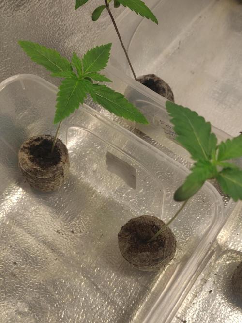 F028 Dutch Passion test strain. Week 1