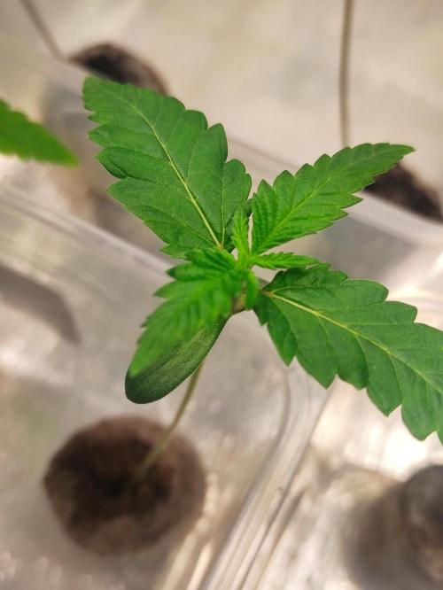 F028 Dutch Passion test strain. Week 1