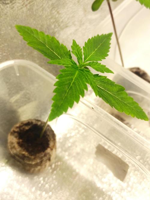 F028 Dutch Passion test strain. Week 1