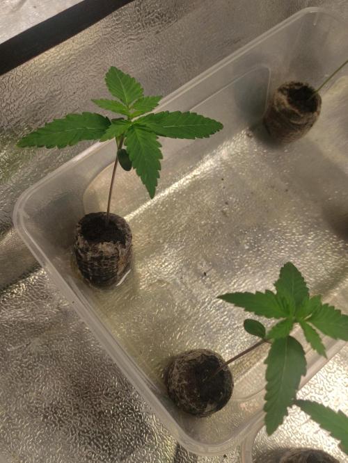 F026 Dutch Passion test strain. Week 1