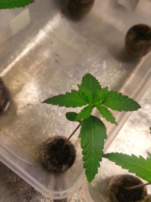 F026 Dutch Passion test strain. Week 1
