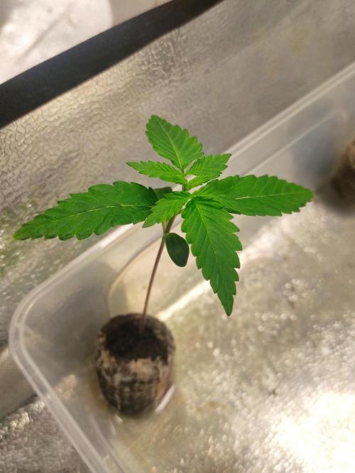 F026 Dutch Passion test strain. Week 1