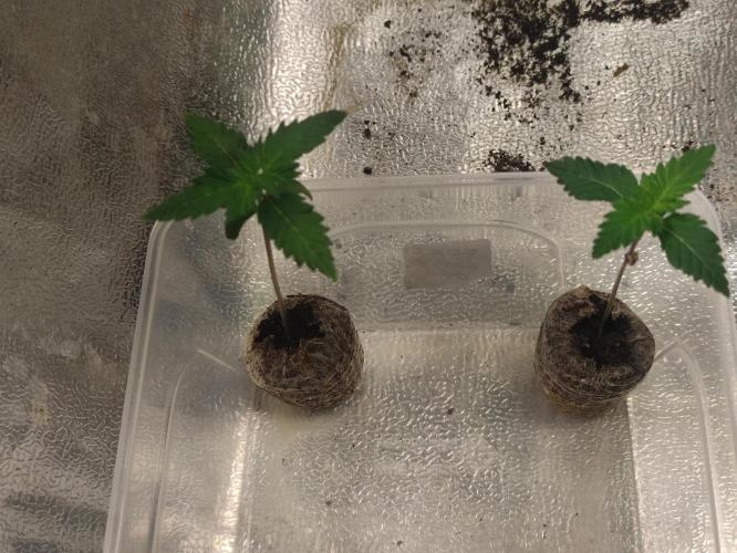 F027 Dutch Passion test strain. Week 1