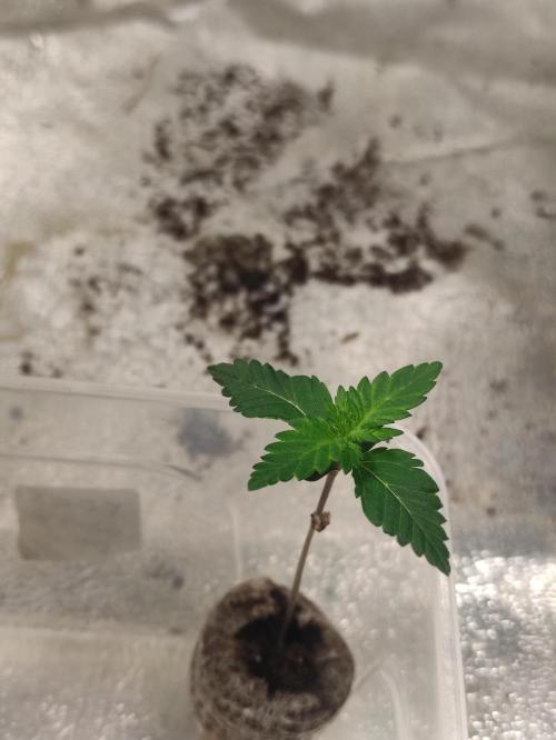 F027 Dutch Passion test strain. Week 1