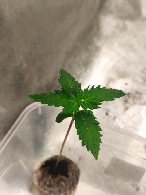 F027 Dutch Passion test strain. Week 1