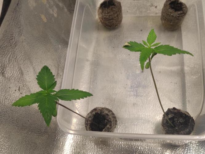 F025 Dutch Passion test strain. Week 1