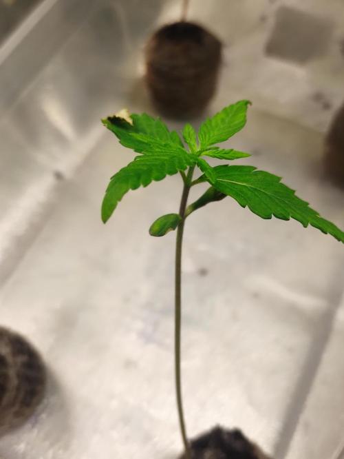 F025 Dutch Passion test strain. Week 1