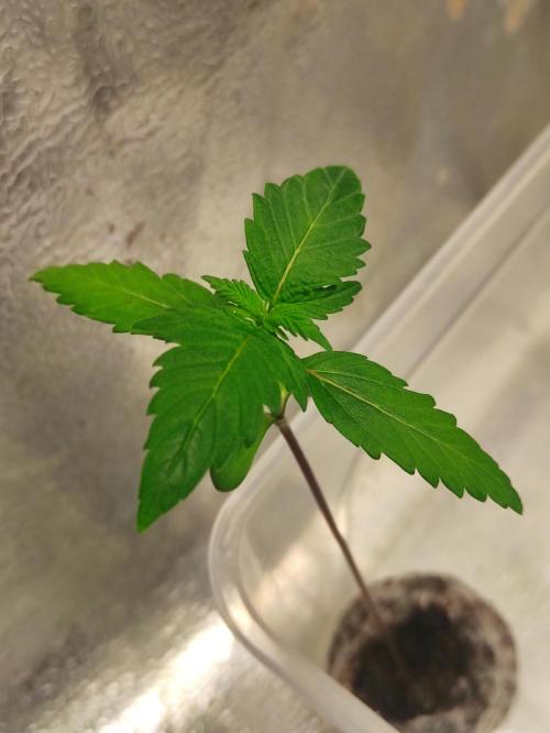 F025 Dutch Passion test strain. Week 1