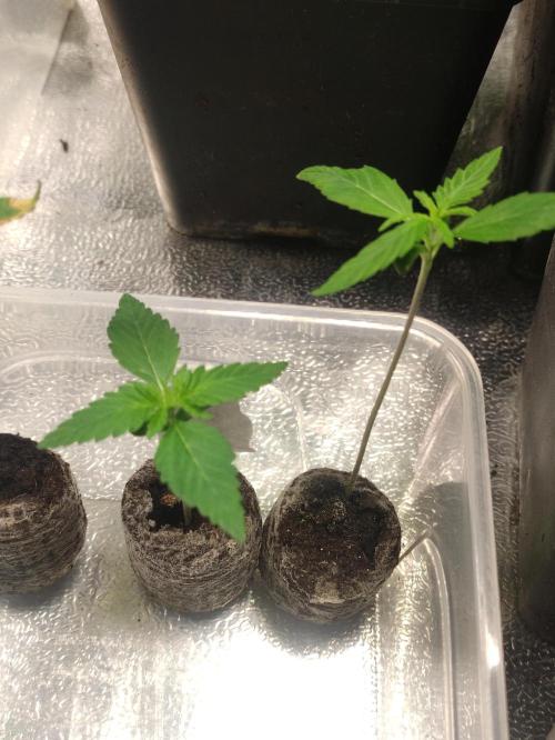 Poison cookies. Week 1
