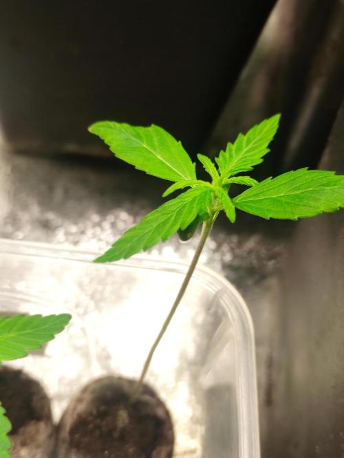 Poison cookies. Week 1