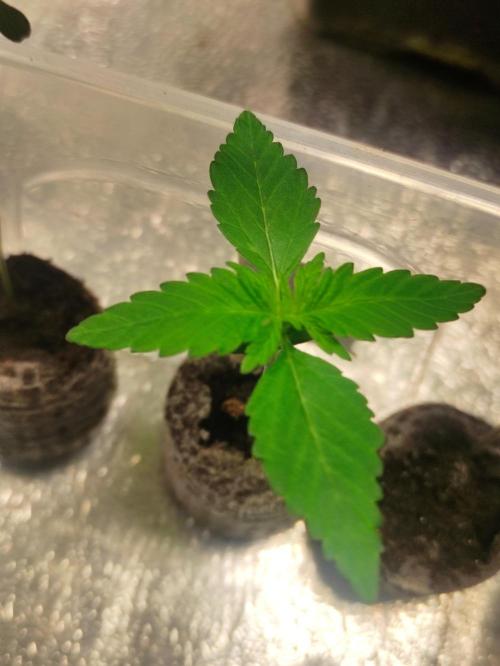 Poison cookies. Week 1