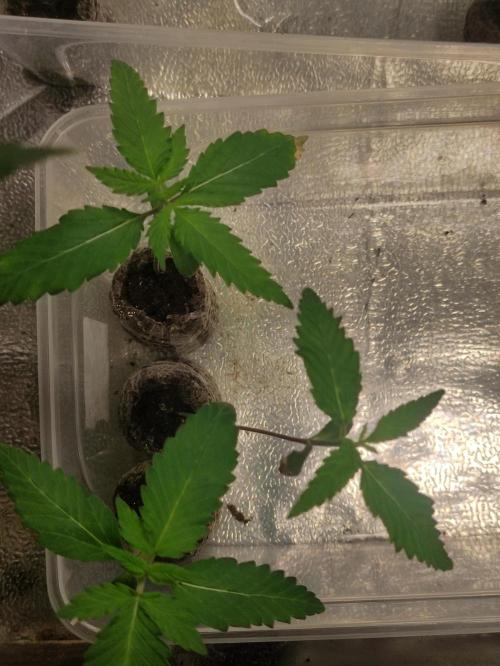 Orange Biscuit. Week 1