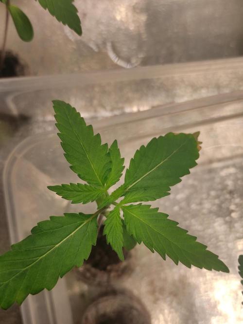 Orange Biscuit. Week 1