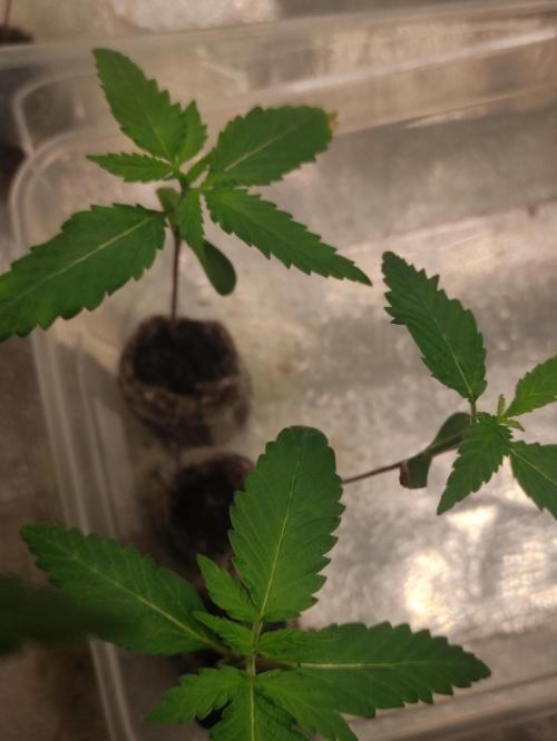 Orange Biscuit. Week 1