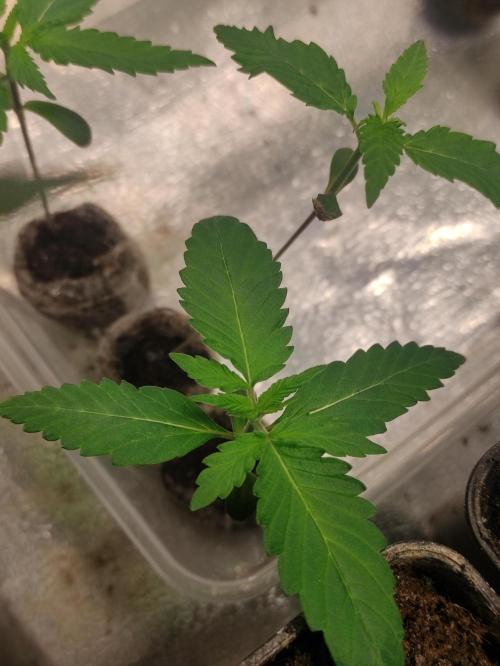 Orange Biscuit. Week 1