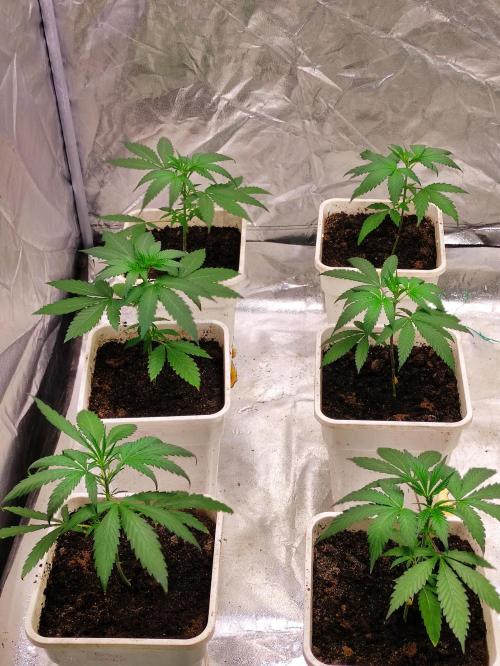 Orange Biscuit. Week 2