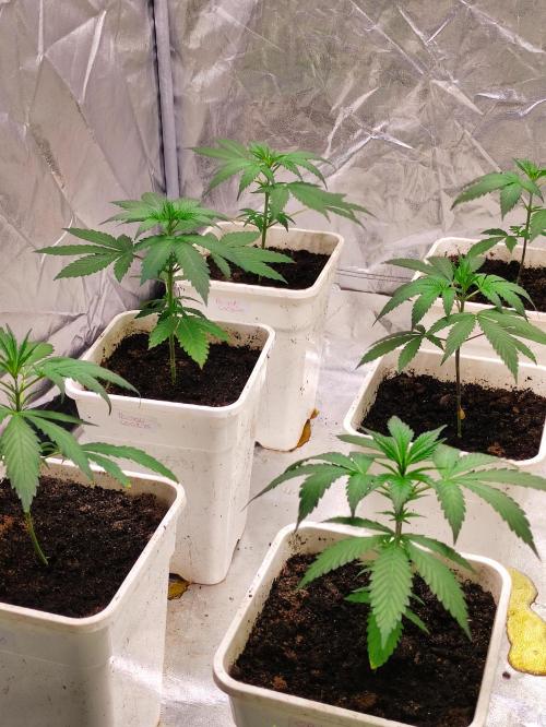 Orange Biscuit. Week 2